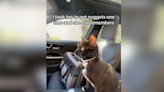 Cat's reaction to drive-thru shows she does remember the "chicky nuggies"