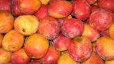 Estadounidenses comerán mango de azúcar colombiano que salió desde Santa Marta