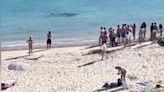 Watch as shark swims just YARDS from Spanish beach in front of stunned tourists