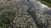 No Comment : des milliers de poissons morts sortis d'une rivière dans le sud du Brésil