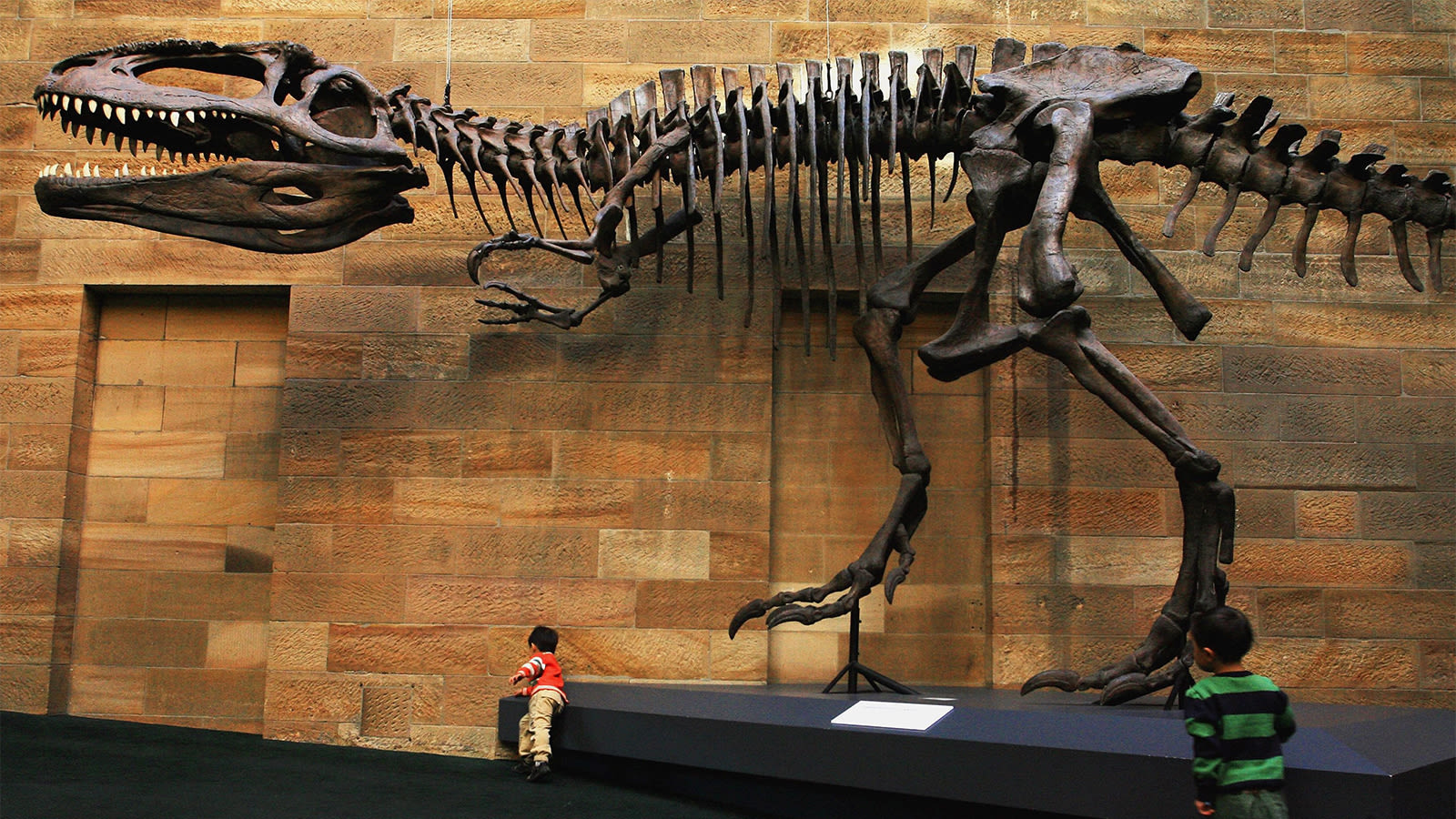 The Largest Carnivorous Dinosaur May Not Have Been T. Rex