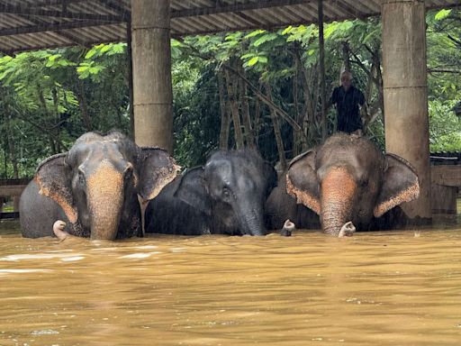 Más de 120 elefantes afectados por las inundaciones en el norte de Tailandia