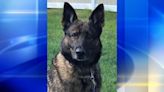 Pittsburgh Police K-9 Unit mourning loss of retired K-9 Lapis