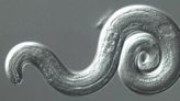 Researchers confirms parasitic brain worms found in metro Atlanta