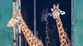 Men broke into zoo and hit giraffe with bottle before posting video on Snapchat