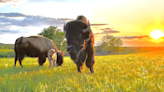 Kansans celebrate 100 years of bison conservation in the Flint Hills