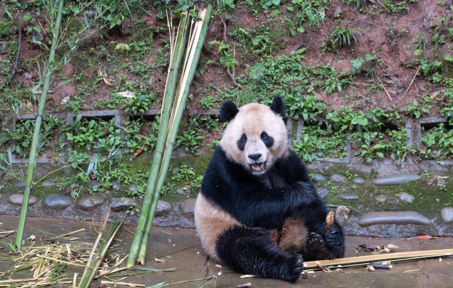 China sends two giant pandas to San Diego Zoo