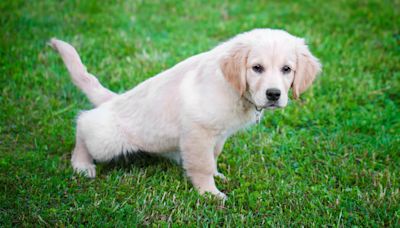 Here’s one surprising thing to consider when it comes to potty training your pup