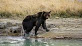 Areas of Yellowstone National Park to Be Closed Off Soon to Monitor Grizzly Bears