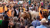La 'exposición de bovinos' esquiva la polémica en Sagunt