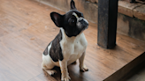 French Bulldog's Confusion Over Her Very First Staircase Is So Endearing