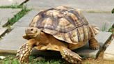 Tortoise and Dog's Unlikely Love Story Needs Its Own 'Disney' Movie