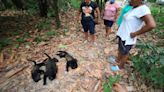 Monos aulladores caen muertos por calor