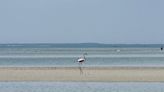 Flamingo spotted on Cape Cod beach; ‘A monumentally rare’ sight, expert says - The Boston Globe