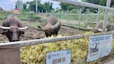 農產廢棄物變身水牛飼料一舉兩得 愛心農民助老牛安養