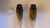 Largest emergence of cicadas in recent years