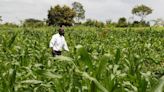 Kenya's GMO maize push sowing trouble for food sector, farmers warn