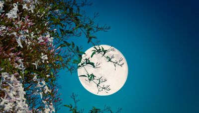 Here’s how you can see May’s full Flower Moon