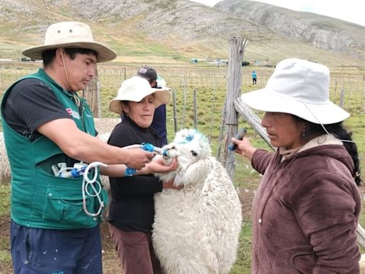 Junín: entregan 1,240 kits veterinarios para proteger a alpacas y ovinos ante las heladas