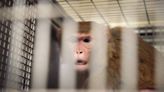 Legal battle over construction of Bainbridge monkey breeding facility heard in state appeals court