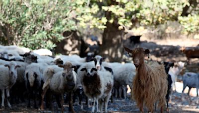 Greece announces nationwide restrictions to combat ‘goat plague’ outbreak