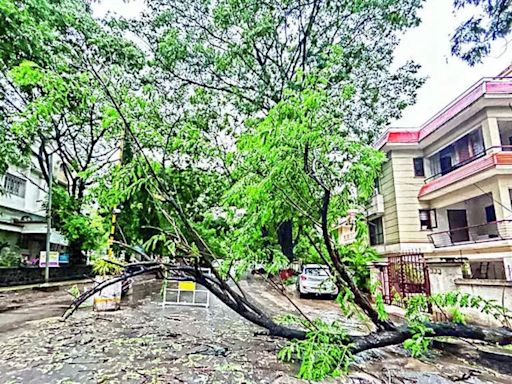 Tree Falls Across Pune City: Fire Department Responds to Over 100 Incidents | Pune News - Times of India