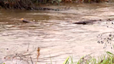 Fuel spill impacting Haywood County creek prompts 'precautionary advisory' from officials