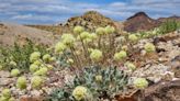 ‘A grave risk of extinction’: Conflict over lithium, Nevada wildflower looms large