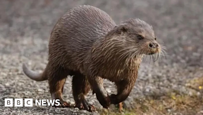 'Really exciting' year for Nottinghamshire otter sightings