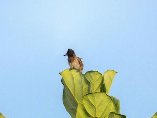 Bulbul photograph clicked by Mammootty auctioned for ₹3 lakh