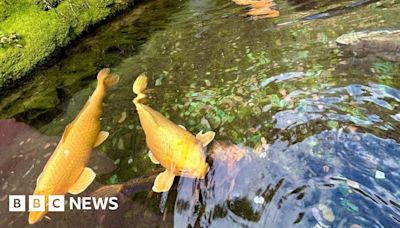 Matlock Bath pub staff issue pond plea after fish deaths