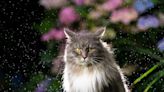 Maine Coon Cat Makes Epic Escape From Fox on Dock Thanks to Mom's Kayak Arrival