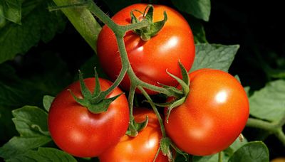 How to Prevent Blossom-End Rot, a Common Tomato Plant Disease That Can't Be Reversed