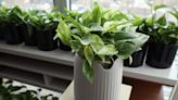 This $119 houseplant is bioengineered to remove harmful air pollution in your home.