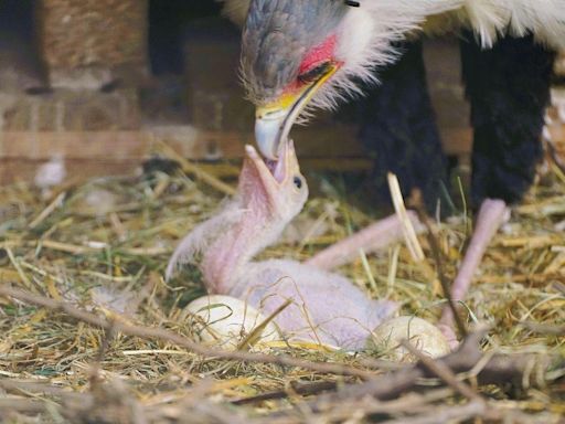 Endangered secretary bird born at Longleat