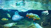 Plastic Pollution Is Turbocharging Bacterial Growth. The Solution May Be to Add More Bacteria.