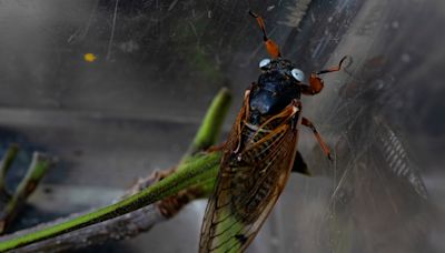 When will cicadas go away? Timeline for this summer’s historic broods