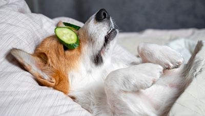 Trainer reveals how rest and sleep directly impact your dog’s behavior (and how you can improve their sleep quality!)