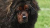 Top Dog Breeds That Look Like Bears