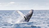 Whale encounters in Mexico highlight need for global humpback research investment