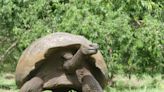 Video of 175-Pound Tortoise Enjoying a Walk in Town Is Pure Internet Gold