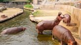 Puerto Rico's Last Remaining Zoo Closes Its Doors After Years of Complaints