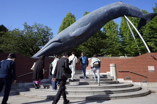 Japan Fisheries Agency proposes allowing commercial catching of fin whales - The Morning Sun