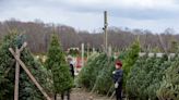 Donate your Christmas tree to these NJ county parks