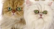 1. American Shorthair; Savannah; Scottish Fold; Persian; Ragdoll; Sphynx