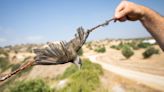 ‘A grim reminder’: More than 400,000 songbirds killed in Cyprus as anti-poaching police step back