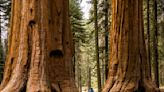 The World's Largest Tree May Be Infested with Bark Beetles | NewsRadio WIOD | South Florida’s 1st News With Andrew Colton