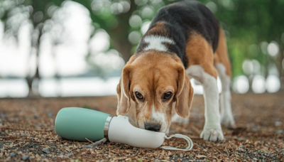 Dueños de mascotas reciben buena noticia ante histórico fallo sobre divorcios