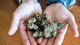 Cannabis Poisonings Among Older Adults Tripled After Legalization, Study Finds