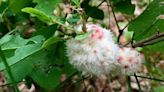 MARLOWE: What Is That Thing That Looks Like A Cotton Ball On My Tree?